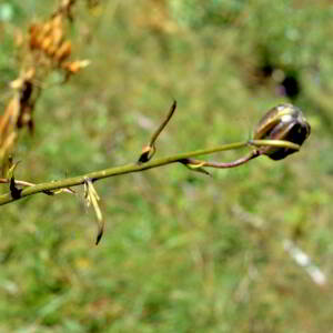 Photographie n°2550439 du taxon Lilium martagon L.
