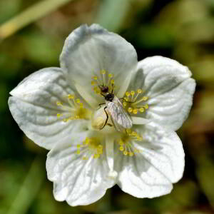 Photographie n°2550441 du taxon Parnassia palustris L. [1753]