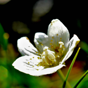 Photographie n°2550442 du taxon Parnassia palustris L. [1753]