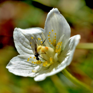 Photographie n°2550445 du taxon Parnassia palustris L. [1753]