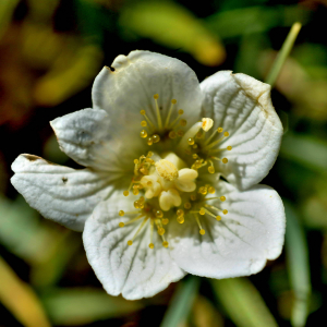 Photographie n°2550446 du taxon Parnassia palustris L. [1753]