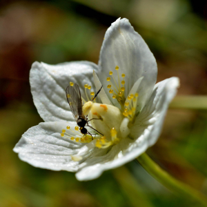 Photographie n°2550449 du taxon Parnassia palustris L. [1753]