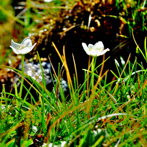 Photographie n°2550450 du taxon Parnassia palustris L. [1753]