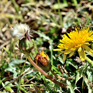 Photographie n°2550471 du taxon Taraxacum palustre (Lyons) Symons [1798]