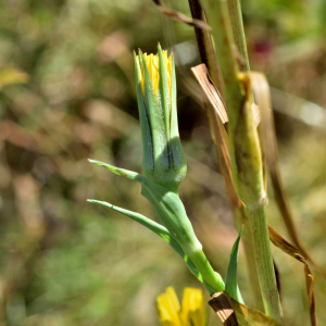 Photographie n°2550473 du taxon Tragopogon pratensis L. [1753]