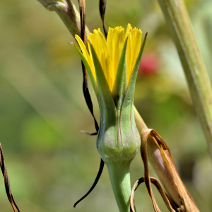 Photographie n°2550474 du taxon Tragopogon pratensis L. [1753]