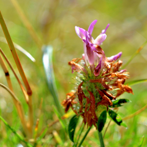 Photographie n°2550478 du taxon Trifolium medium L. [1759]