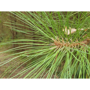 Pinus taeda L.