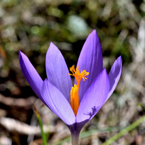 Photographie n°2550500 du taxon Crocus nudiflorus Sm. [1798]