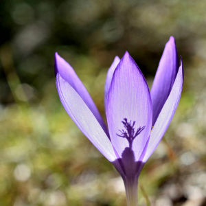 Photographie n°2550505 du taxon Crocus nudiflorus Sm. [1798]