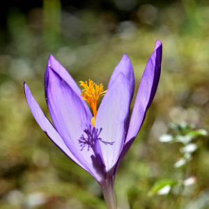 Photographie n°2550507 du taxon Crocus nudiflorus Sm. [1798]