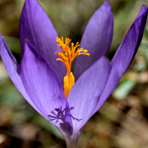 Photographie n°2550508 du taxon Crocus nudiflorus Sm. [1798]