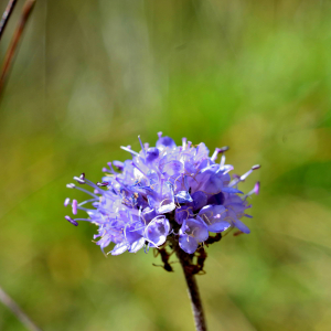 Photographie n°2550528 du taxon Succisa pratensis Moench [1794]