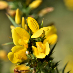 Photographie n°2550555 du taxon Ulex europaeus L. [1753]