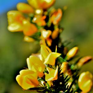 Photographie n°2550557 du taxon Ulex europaeus L. [1753]