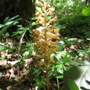 Photographie n°2550569 du taxon Neottia nidus-avis (L.) Rich. [1817]