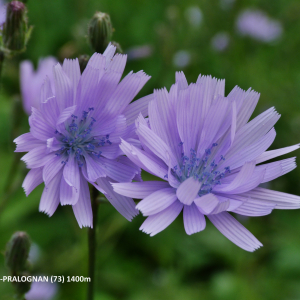 Photographie n°2550595 du taxon Lactuca macrophylla (Willd.) A.Gray