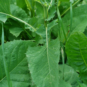 Photographie n°2550596 du taxon Lactuca macrophylla (Willd.) A.Gray