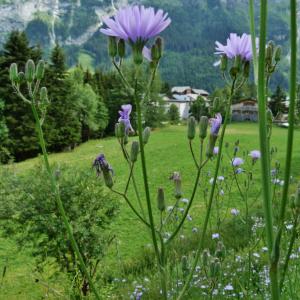 Photographie n°2550597 du taxon Lactuca macrophylla (Willd.) A.Gray