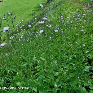  - Lactuca macrophylla (Willd.) A.Gray