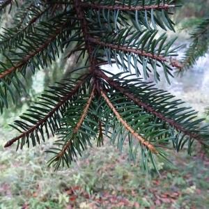 Photographie n°2550622 du taxon Picea abies (L.) H.Karst. [1881]