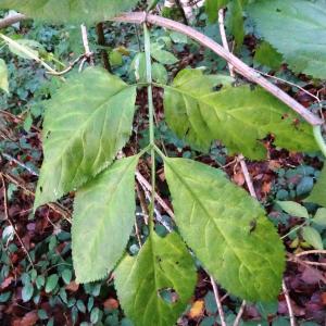 Photographie n°2550641 du taxon Sambucus nigra L. [1753]