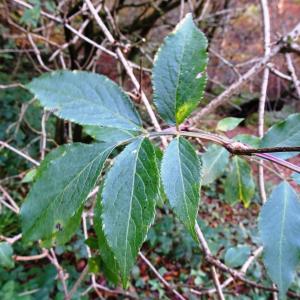 Photographie n°2550678 du taxon Sambucus racemosa L. [1753]