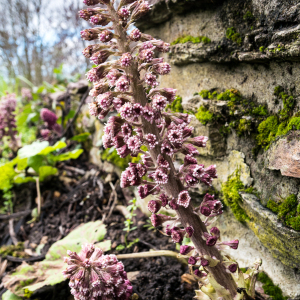 Photographie n°2550679 du taxon Petasites hybridus (L.) G.Gaertn., B.Mey. & Scherb. [1801]