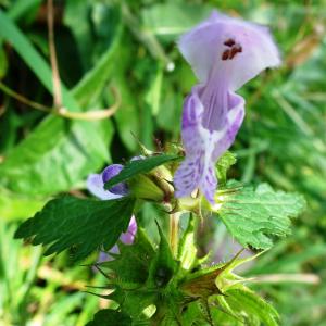 Photographie n°2550721 du taxon Lamium maculatum (L.) L. [1763]