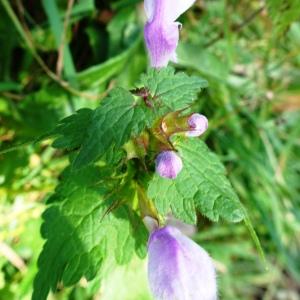 Photographie n°2550724 du taxon Lamium maculatum (L.) L. [1763]