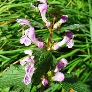 Photographie n°2550730 du taxon Lamium maculatum (L.) L.