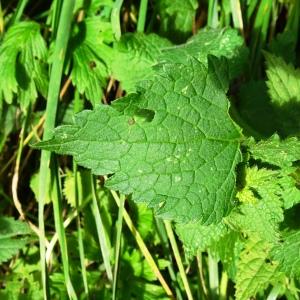 Photographie n°2550731 du taxon Lamium maculatum (L.) L.