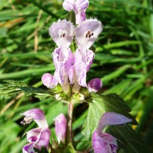 Photographie n°2550732 du taxon Lamium maculatum (L.) L.