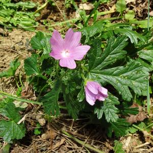 Photographie n°2550747 du taxon Malva moschata L.