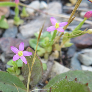 Photographie n°2550809 du taxon Centaurium pulchellum (Sw.) Druce