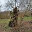 Salix alba L. [nn59255] par MichelG le 08/01/2023 - Varacieux