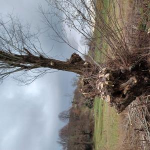 Salix alba L. [nn59255] par MichelG le 02/02/2023 - Varacieux
