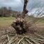 Salix alba L. [nn59255] par MichelG le 02/02/2023 - Varacieux