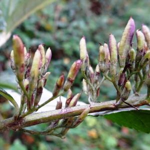 Photographie n°2550861 du taxon Buddleja davidii Franch.