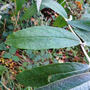 Photographie n°2550863 du taxon Buddleja davidii Franch.