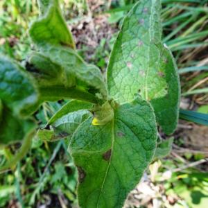 Photographie n°2550868 du taxon Verbascum thapsus L. [1753]