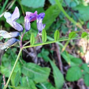 Photographie n°2550871 du taxon Vicia sepium L. [1753]