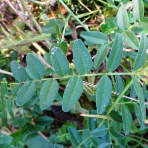 Photographie n°2550874 du taxon Vicia sepium L. [1753]