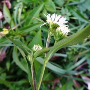 Photographie n°2550881 du taxon Symphyotrichum x salignum (Willd.) G.L.Nesom [1995]