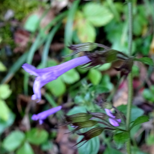 Photographie n°2550927 du taxon Clinopodium nepeta subsp. sylvaticum (Bromf.) Peruzzi & F.Conti