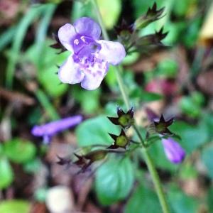 Photographie n°2550928 du taxon Clinopodium nepeta subsp. sylvaticum (Bromf.) Peruzzi & F.Conti