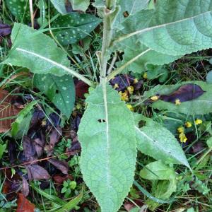 Photographie n°2550946 du taxon Verbascum thapsus L. [1753]