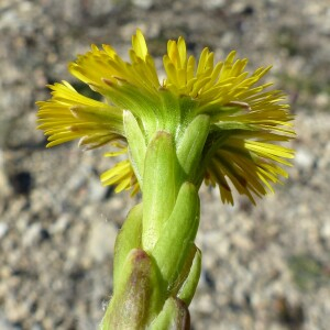 Photographie n°2550962 du taxon Tussilago farfara L.