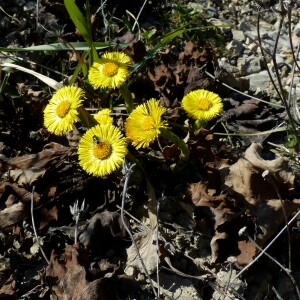 Photographie n°2550963 du taxon Tussilago farfara L.