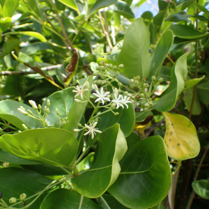 Photographie n°2551014 du taxon Erithalis fruticosa L.